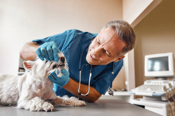 Best Pediatric Emergency Dentist in Baxter Estates, NY